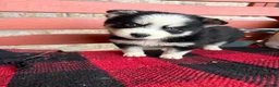Pomsky dogs for sale: Palmer - Ad 4