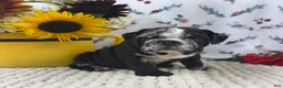 English Bulldog dogs for sale: Rocket - Ad 3
