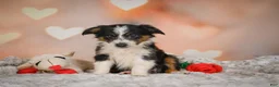 Miniature Australian Shepherd dogs for sale: Anna - Ad 8
