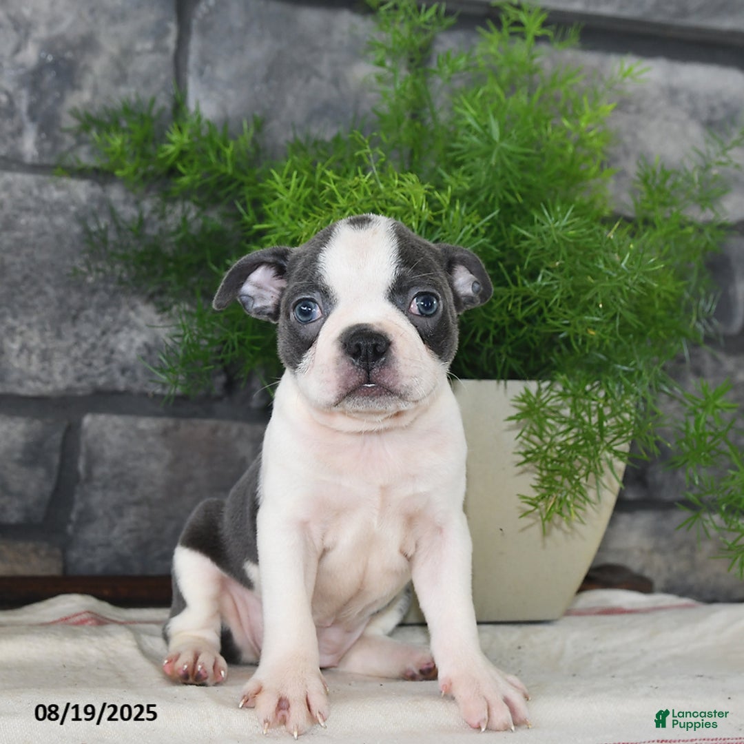 Terrier Mix Boston Terrier Family Dog Boston Terrier Puppies For