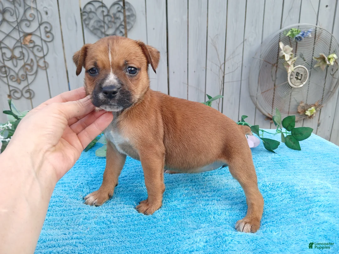 Mixed Breed dogs for sale: 1/2 BlueHeeler 1/2 Bulldog, Nationwide delivery  - Ad 3