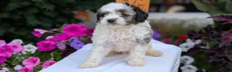 Maltipoo dogs for sale: Kai - Ad 9