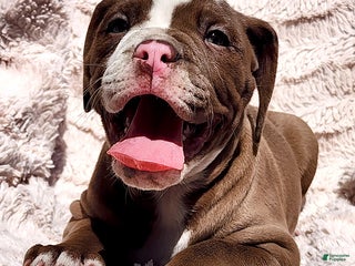 Olde English Bulldogge dogs - Ad 28