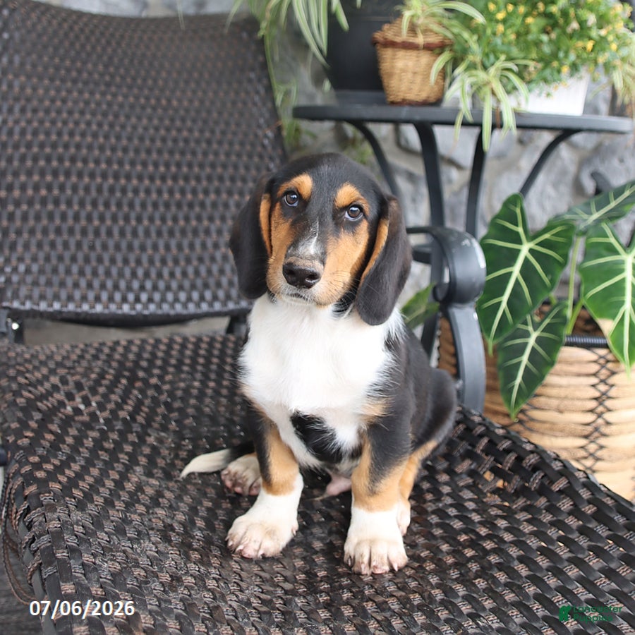 Mixed Breed dogs Charlie - Ad 2