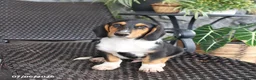 Mixed Breed dogs for sale: Charlie - Ad 2