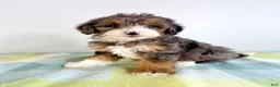 Bernedoodle dogs for sale: Rex - Ad 5