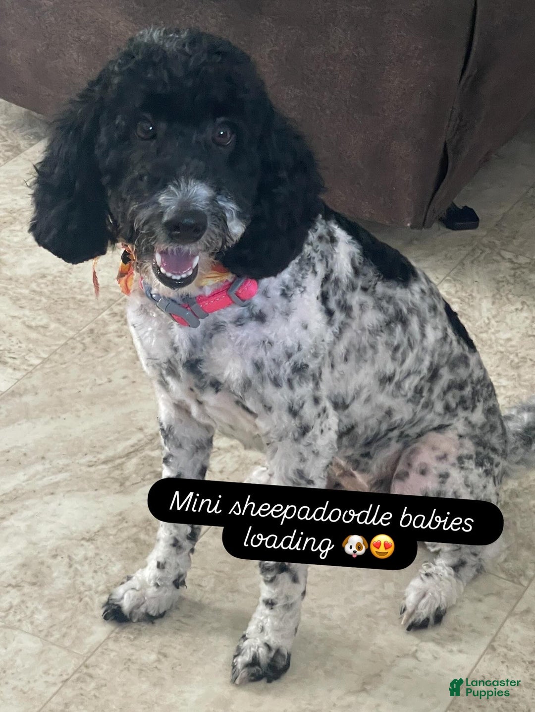 Mini Sheepadoodle dogs for sale: Black-Onyx - Ad 5