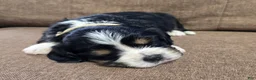 Miniature Bernese Mountain Dog dogs for sale: Sorrento [Reserved] - Ad 2