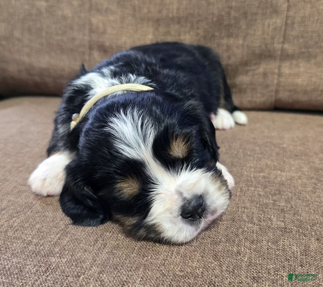 Miniature Bernese Mountain Dog dogs for sale: Sorrento [Reserved] - Ad 2