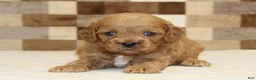 Cavapoo dogs for sale: Dylan - Ad 2