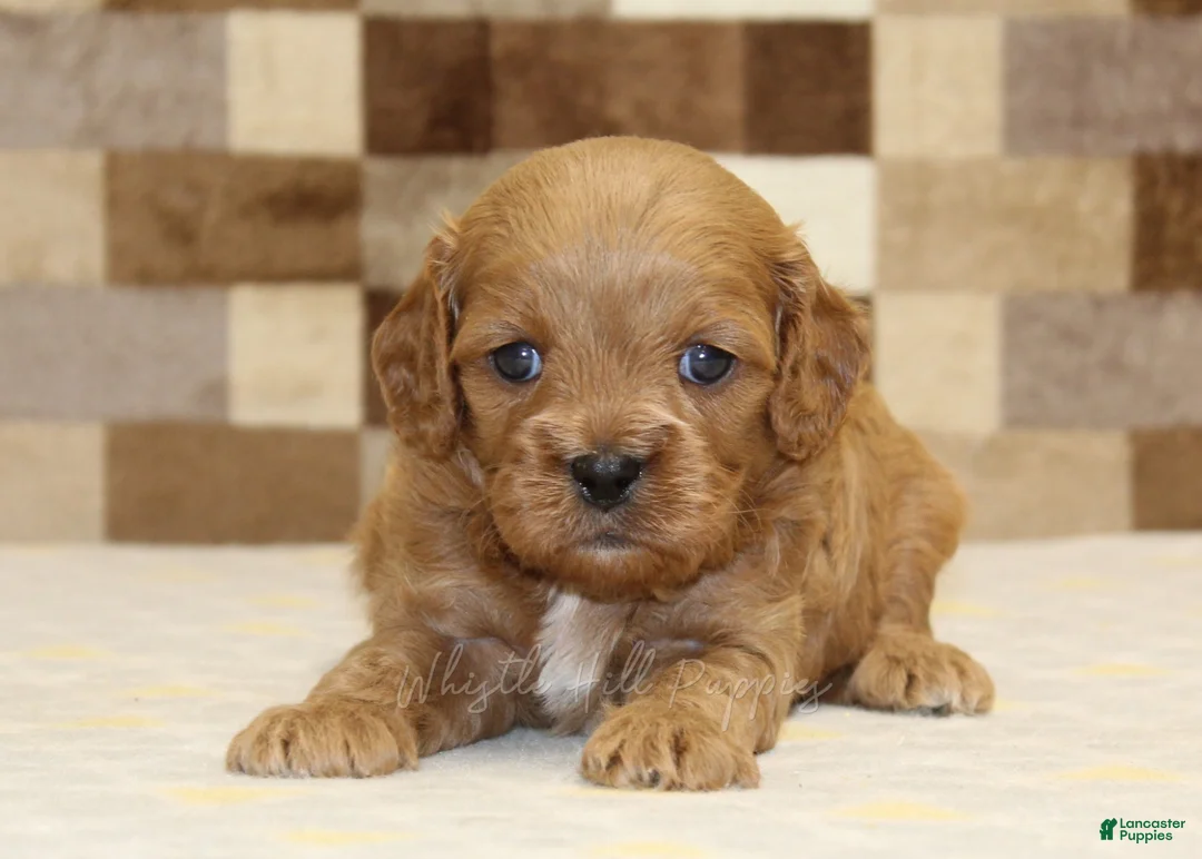Cavapoo dogs for sale: Dylan - Ad 2