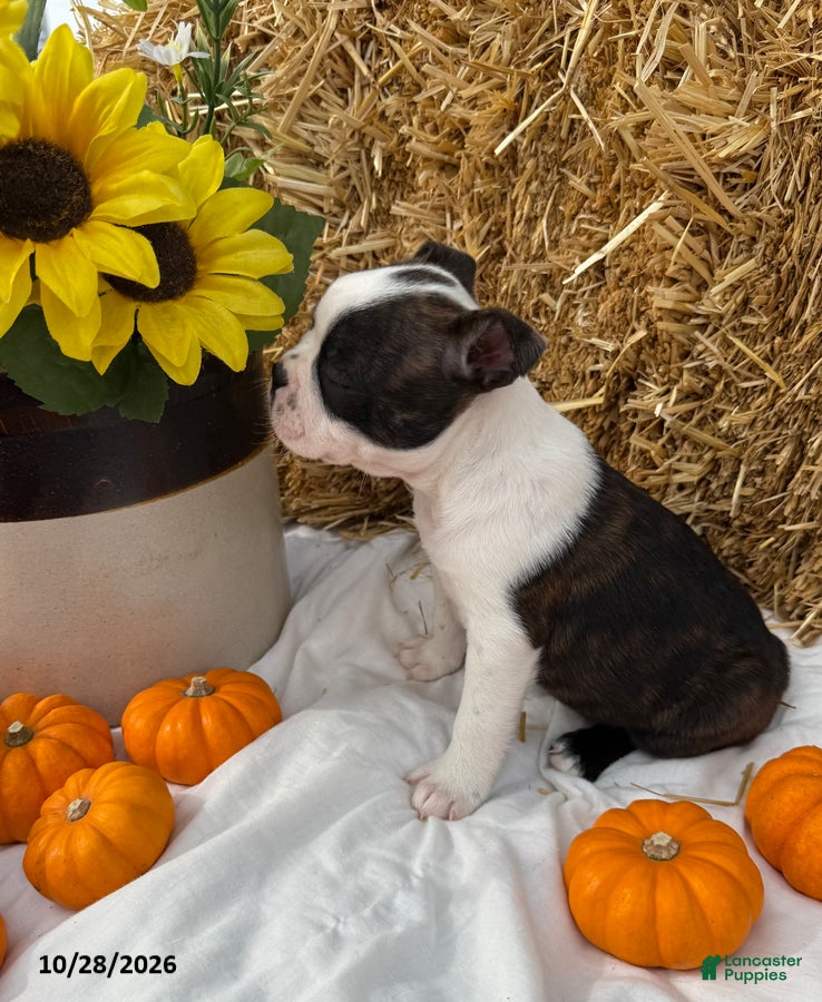 Boston Terrier dogs for sale: Wallace - Ad 2