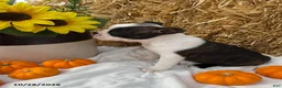 Boston Terrier dogs for sale: Wallace - Ad 2