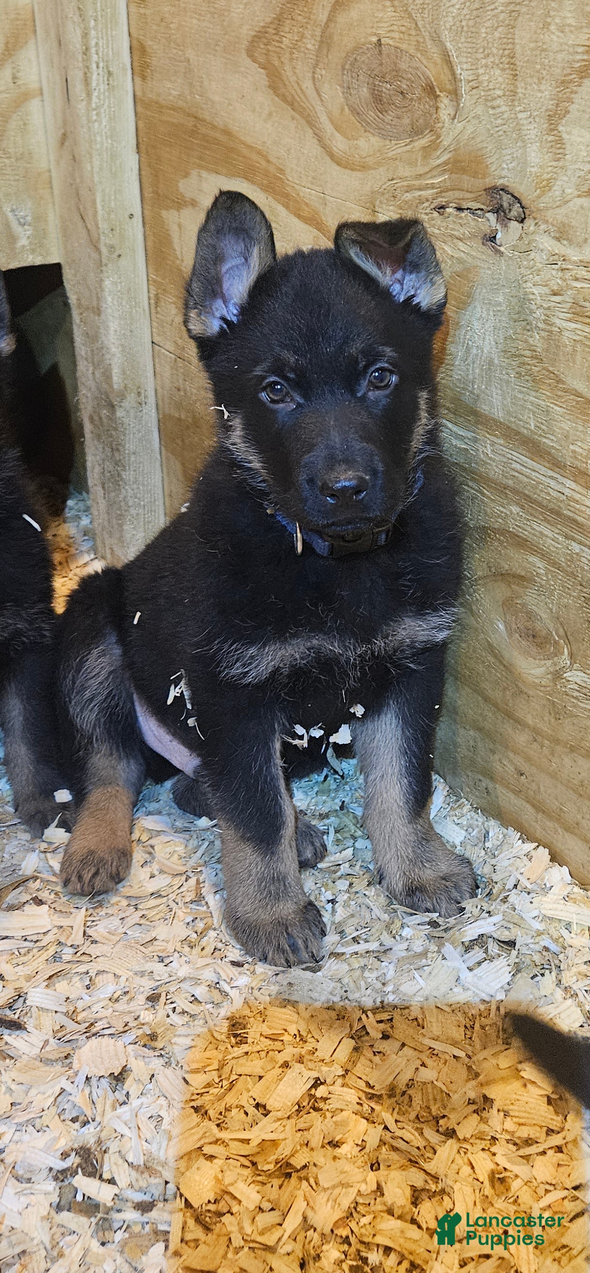 German Shepherd dogs German Shepherd Puppy 2 - Ad 2