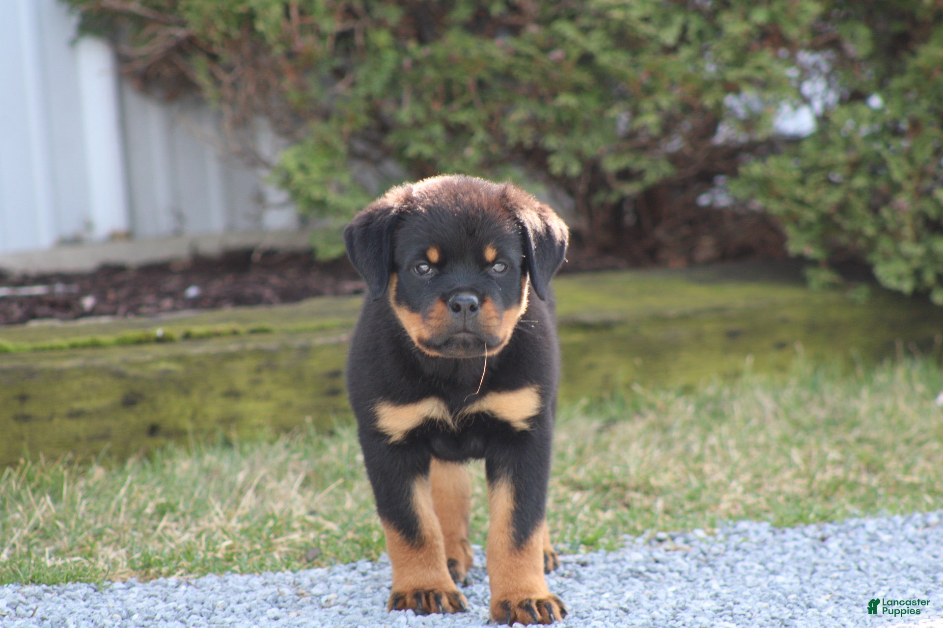 Rottweiler dogs Molly - Ad 2