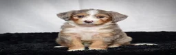 Mini Bernedoodle dogs for sale: Bonnie - Ad 7