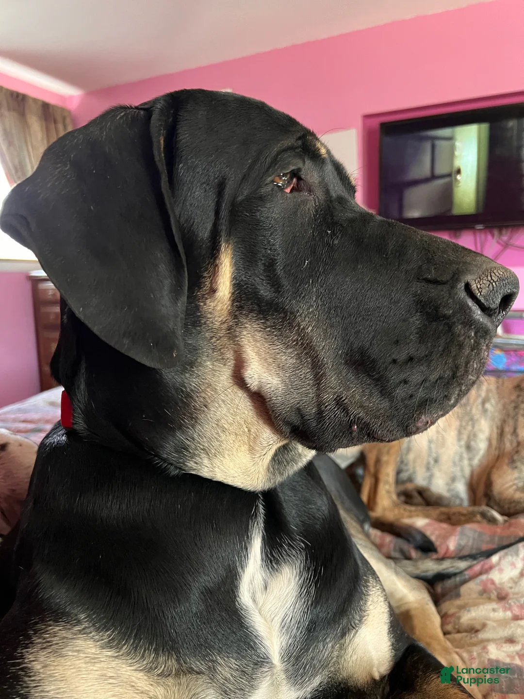 Great Dane dogs for stud: Magnum for Stud - Ad 5
