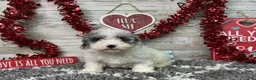 Miniature Poodle dogs for sale: Logan - Ad 3