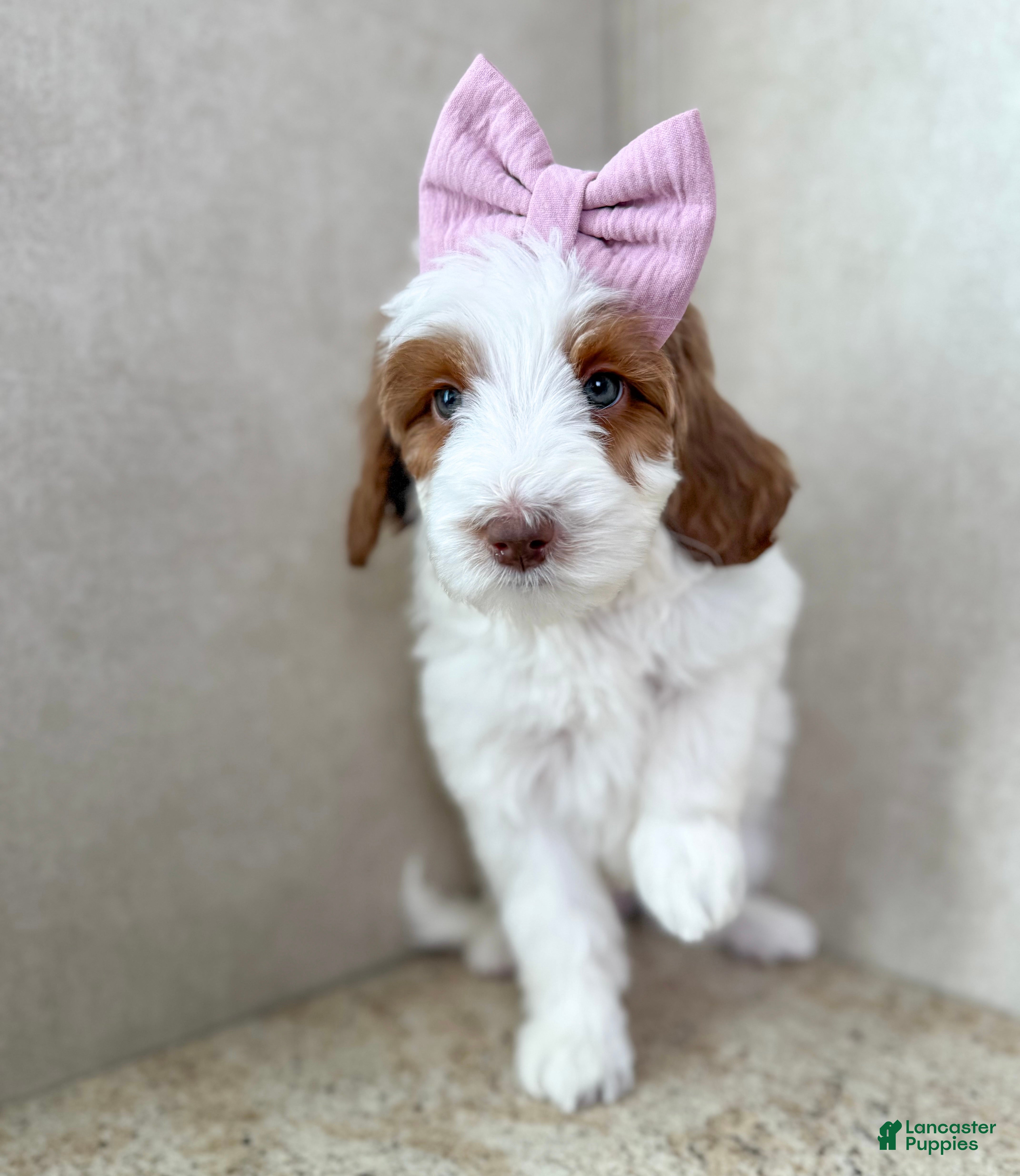 Goldendoodle dogs Joy - Ad 2