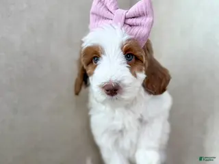 Goldendoodle dogs Joy - Ad 2