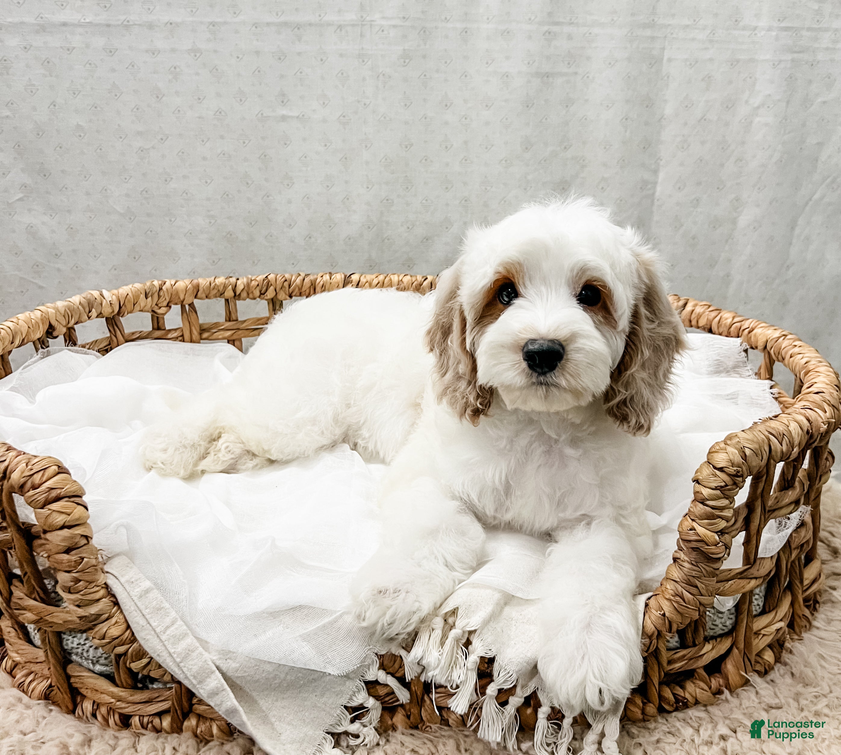 Cavapoo dogs for sale: Slade - Ad 1
