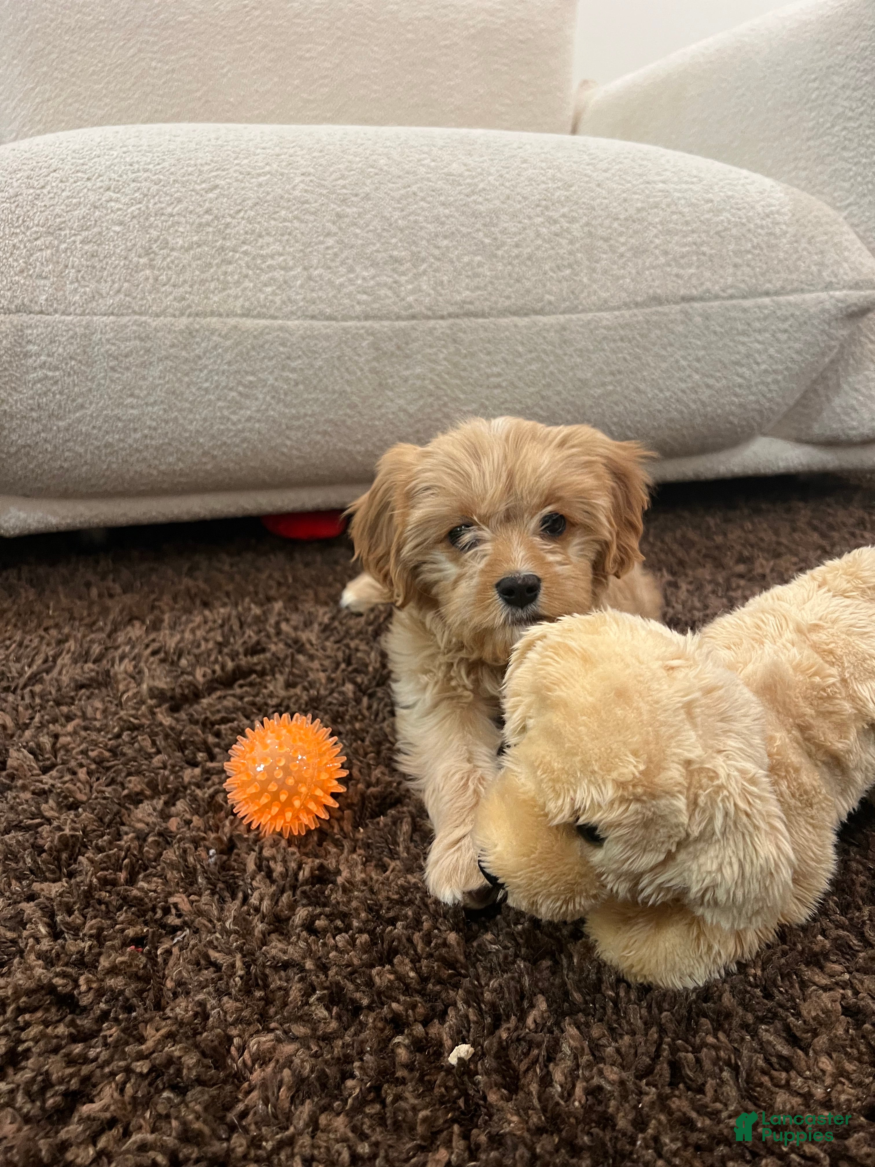 Cavapoo dogs Cavapoo Puppy 1 - Ad 1