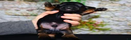 Miniature Dachshund dogs for sale: Miniature Dachshund Puppy 1 - Ad 6