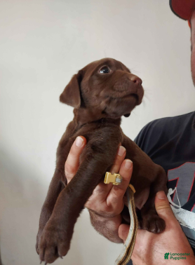 Labrador Retriever dogs Galaxy - Ad 1