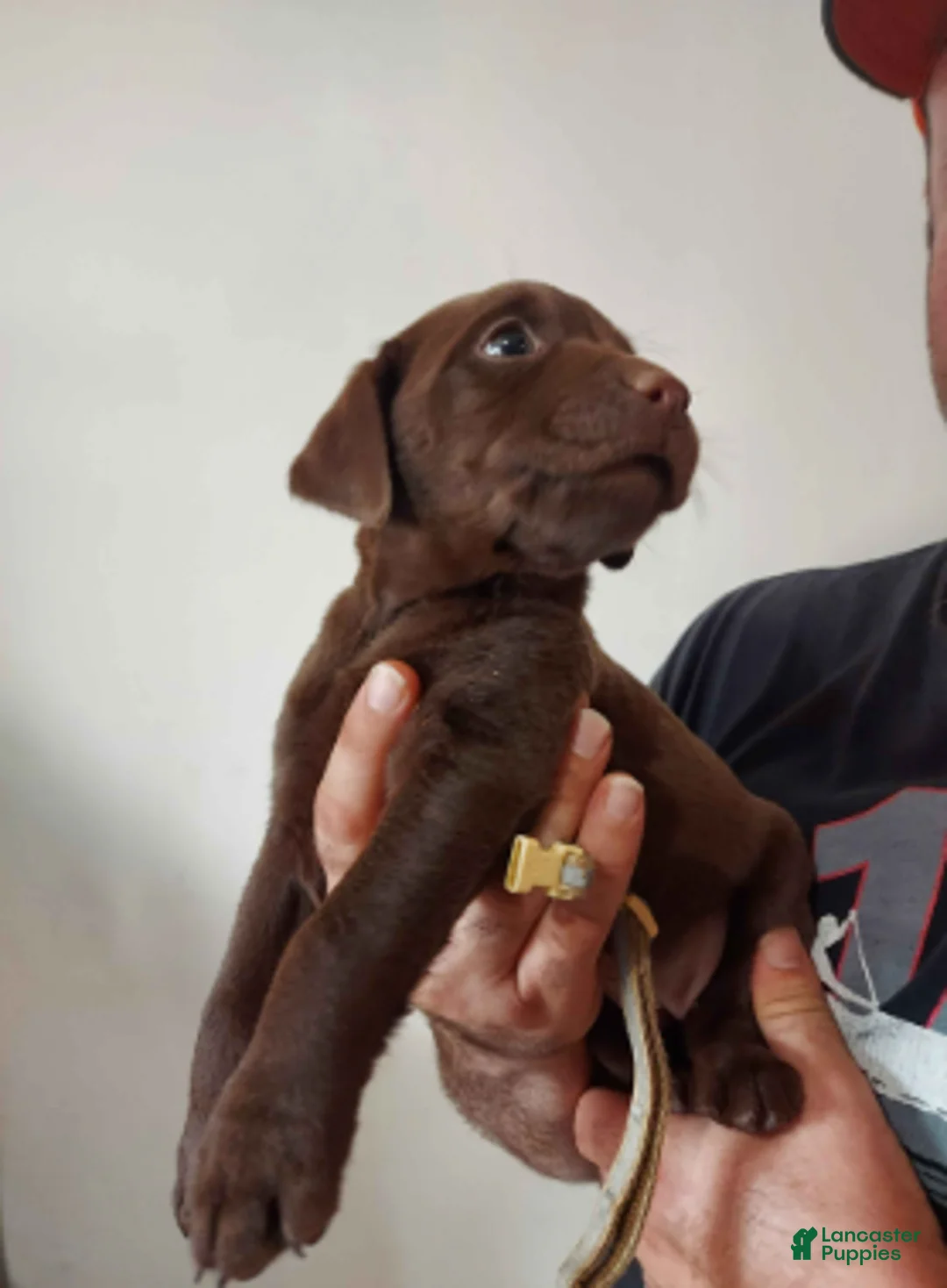 Labrador Retriever dogs for sale: Galaxy - Ad 1