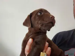 Labrador Retriever dogs for sale: Galaxy - Ad 2