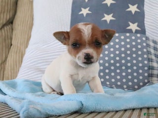 Jack Russell Terrier dogs Scotty - Ad 6