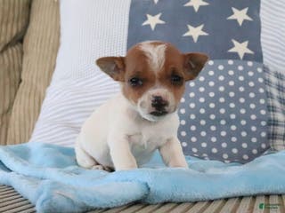 Jack Russell Terrier dogs Scotty - Ad 32