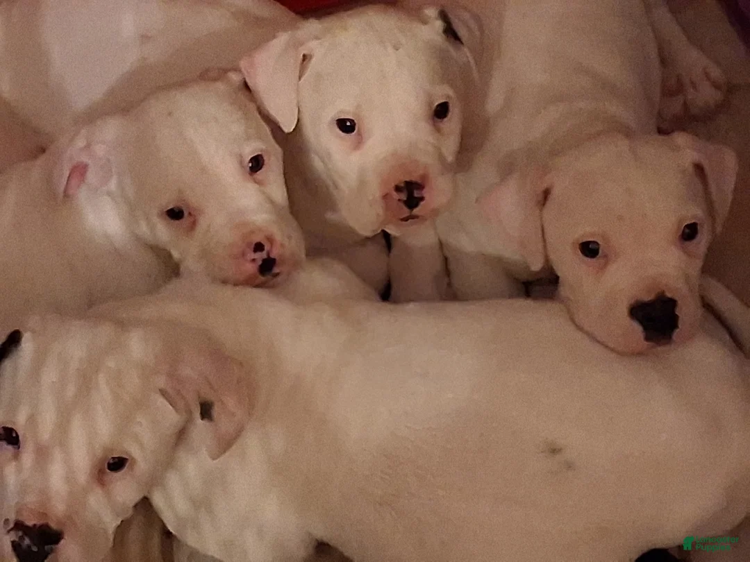 Mixed Breed dogs for sale: Joe Biden - Ad 7