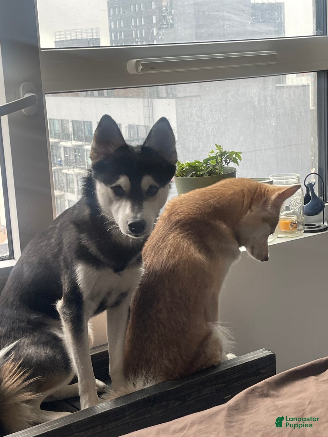 Alaskan Klee Kai dogs for sale: Alyssa - Ad 10