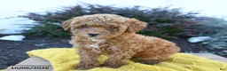 Toy Poodle dogs for sale: Ellie - Ad 4