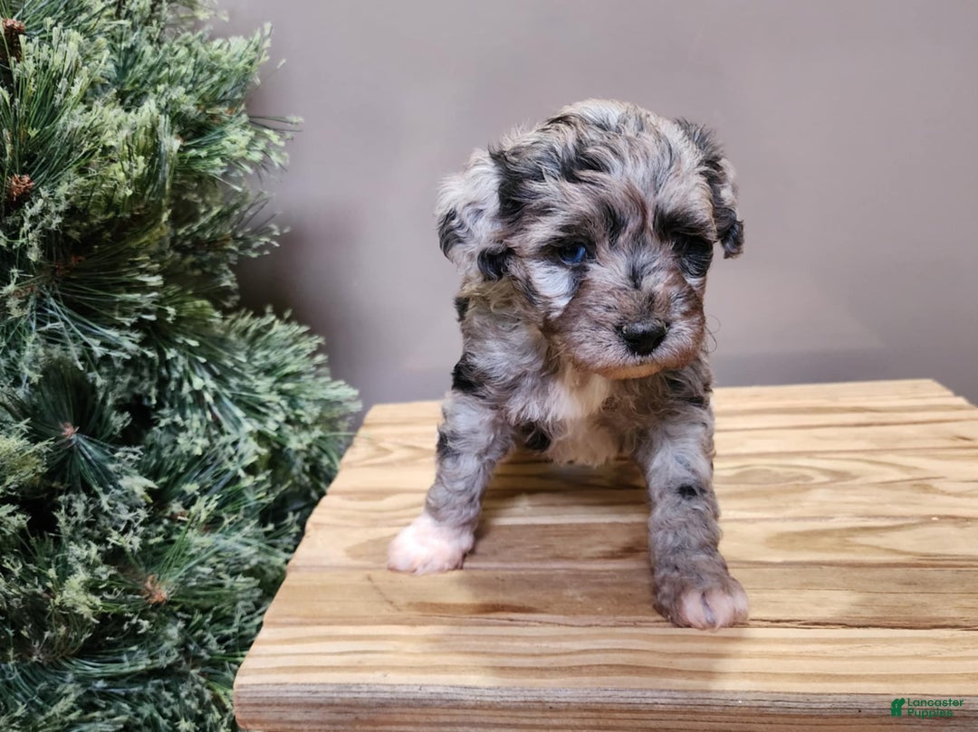Mini Bernedoodle dogs for sale: Angel - Ad 1