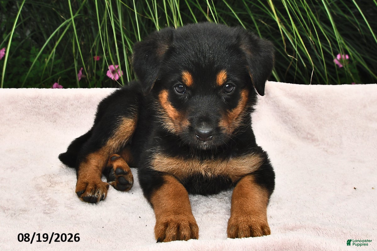 Mixed Breed dogs Rayann - Ad 1