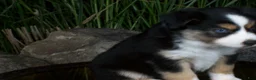 Miniature Australian Shepherd dogs for sale: Ryder - Ad 4