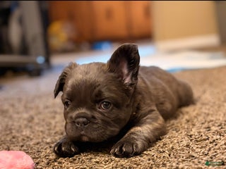 French Bulldog dogs Sumo - Ad 7