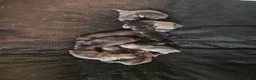 Frug dogs for sale: Frug 3 - Ad 11