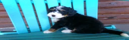 Mini Bernedoodle dogs for sale: Bobby - Ad 7