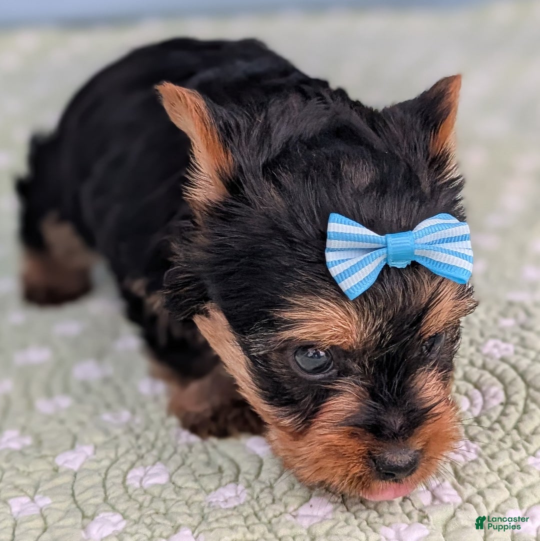 Yorkshire Terrier dogs for sale: Toffee - Ad 7