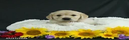 Golden Retriever dogs for sale: Bailey - Ad 4