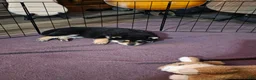 Shiba Inu dogs for sale: Shiba Inu 1 - Ad 19