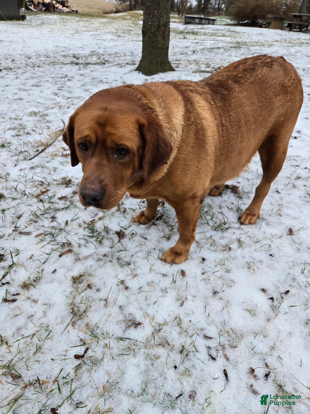 Labrador Retriever dogs for sale: Toby - Ad 4