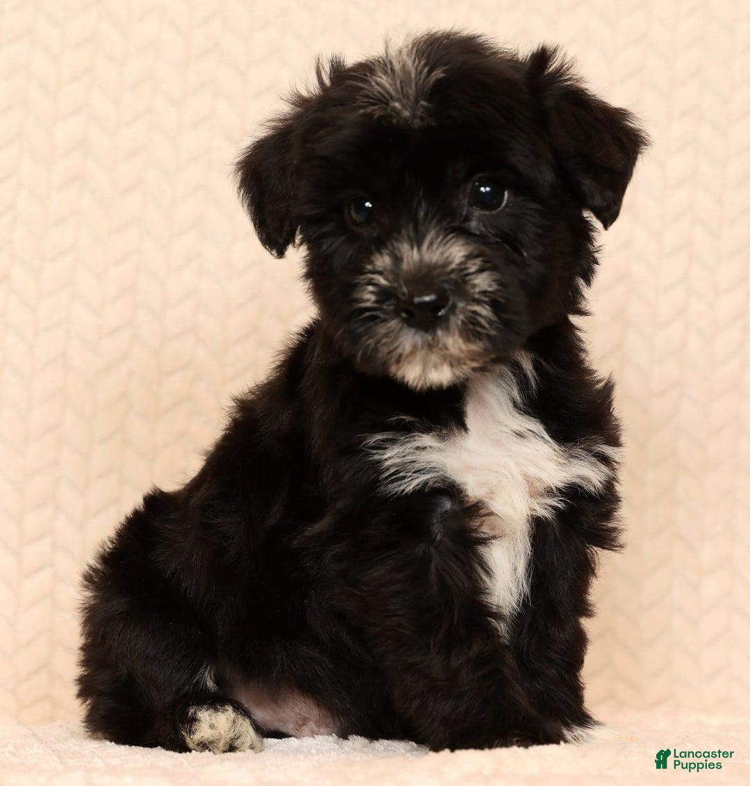 Yochon dogs for sale: Rover - Ad 4