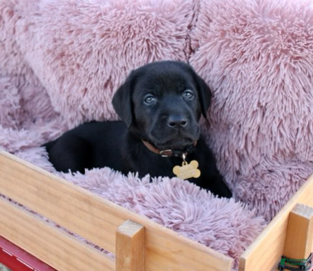 Labrador Retriever dogs for sale: Brown Collar - Ad 2