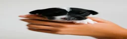 Jack Russell Terrier dogs for sale: Jack Russell Terrier 1 - Ad 8