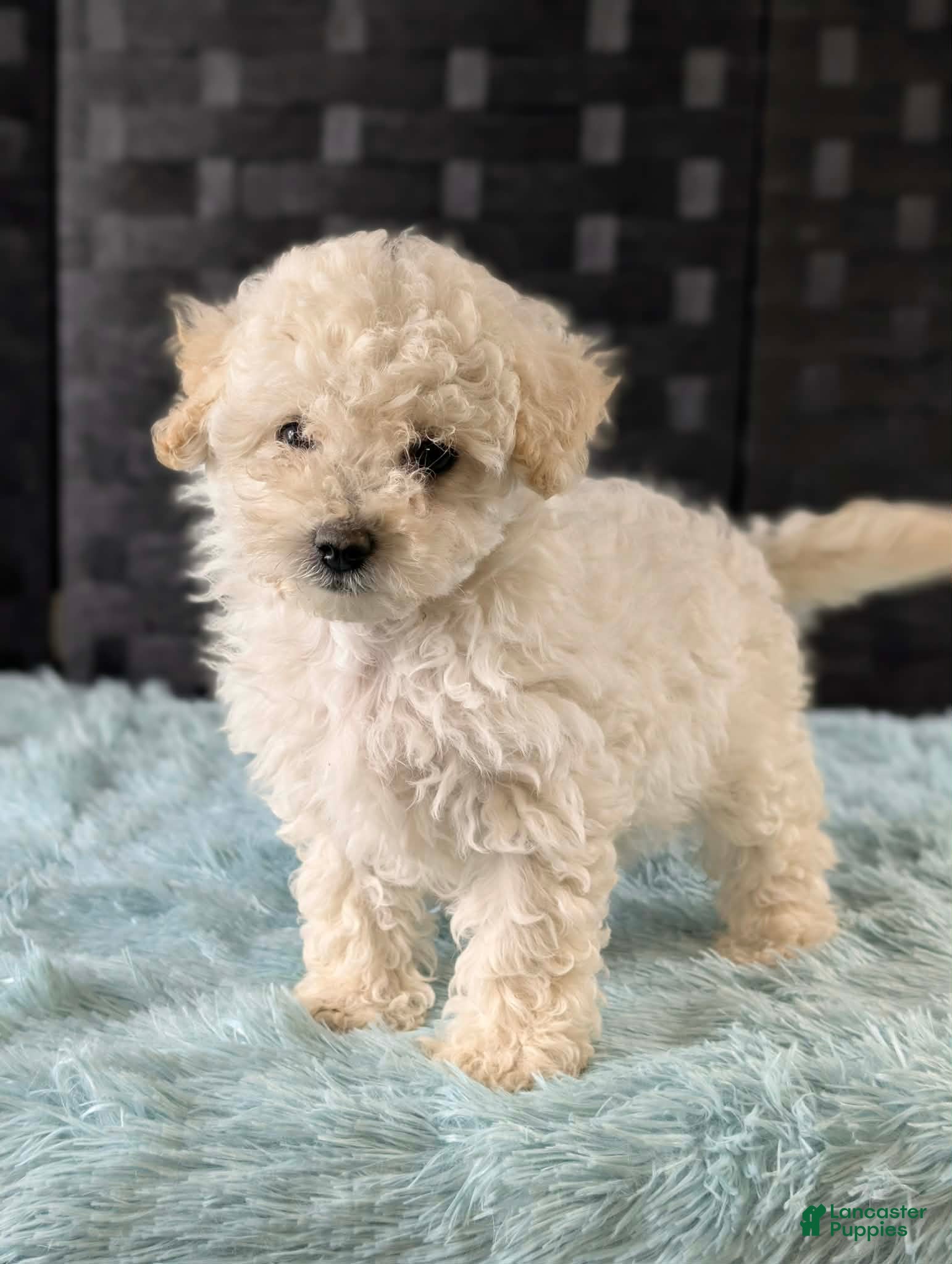 Bichpoo dogs Melanie - Ad 2