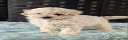 Bichpoo dogs for sale: Melanie - Ad 2